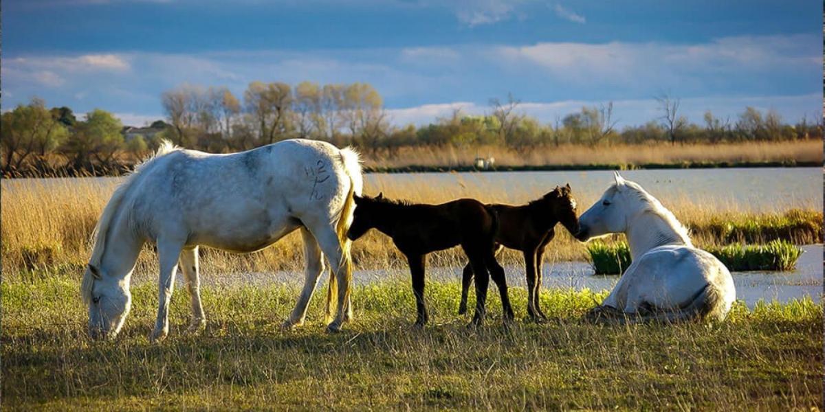 Reves D'o En Camargue, Clim Reversible, Parc Naturel Botel *