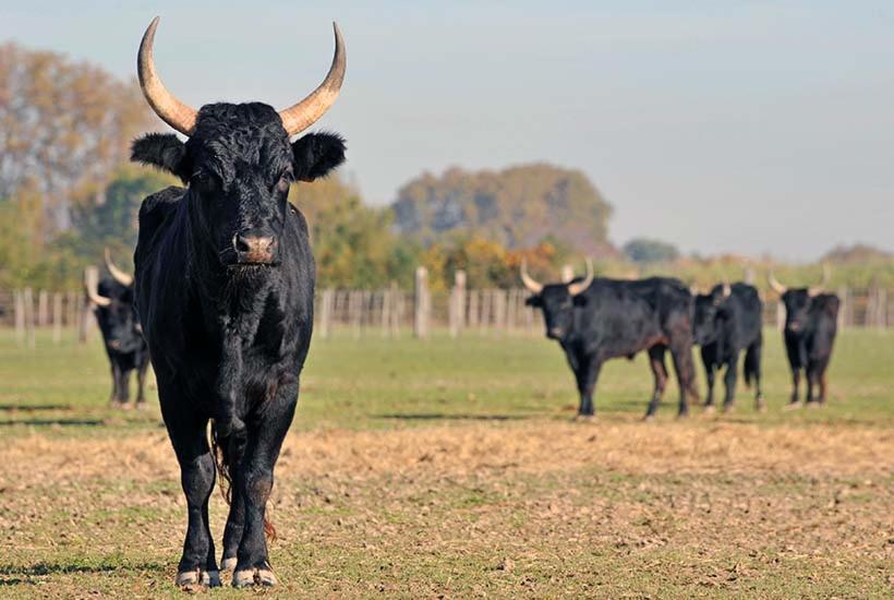Rêves D'ô En Camargue